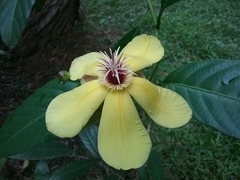 Dillenia luzoniensis