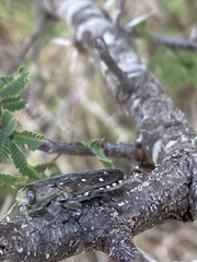Chrysobothris basalis