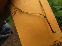 Cardamine oligosperma