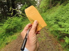 Cardamine oligosperma
