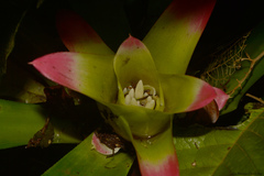 Nidularium innocentii