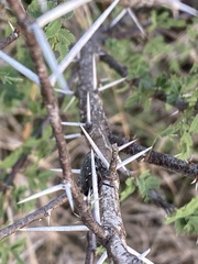 Chrysobothris basalis