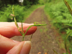 Cardamine oligosperma