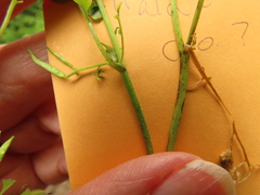 Cardamine oligosperma