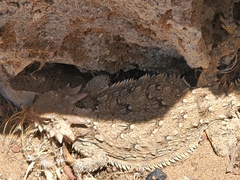 Phrynosoma cerroense