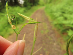 Cardamine oligosperma
