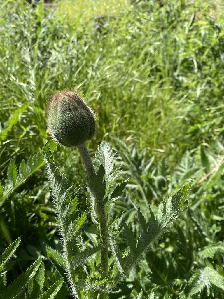 Papaver orientale, I-5 S, Mount Shasta, CA, US