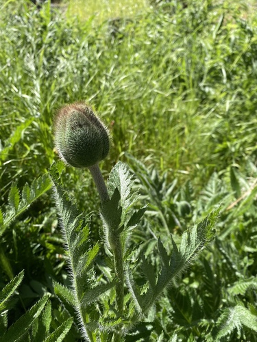 Papaver orientale