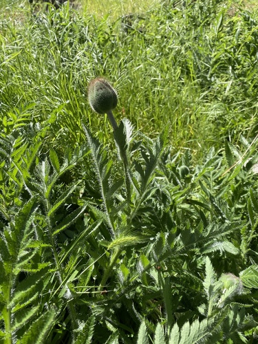 Papaver orientale