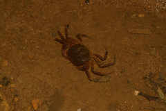 Trichodactylus fluviatilis