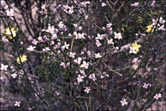 Cyanothamnus coerulescens