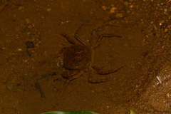 Trichodactylus fluviatilis