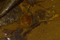 Trichodactylus fluviatilis