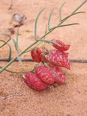 Astragalus ceramicus