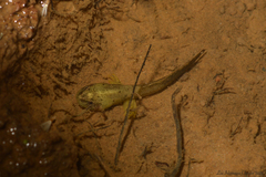 Aplastodiscus ehrhardti