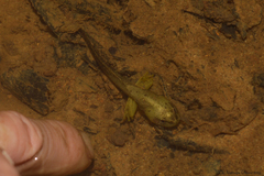 Aplastodiscus ehrhardti