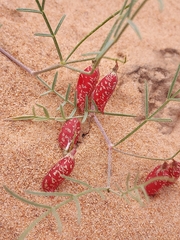 Astragalus ceramicus