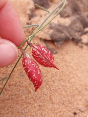 Astragalus ceramicus