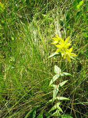 Lysimachia asperulifolia