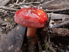 Russula purpureoflava