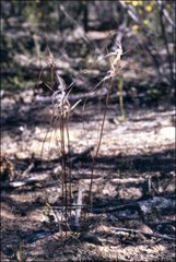 Caladenia filamentosa