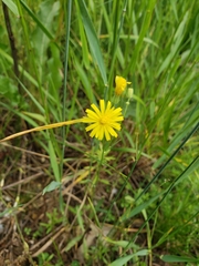 Crepis tectorum