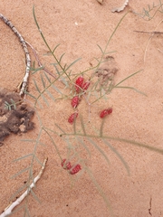 Astragalus ceramicus