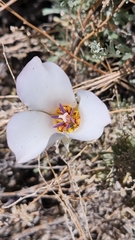 Calochortus bruneaunis