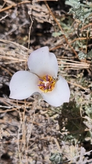 Calochortus bruneaunis