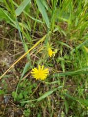 Crepis tectorum