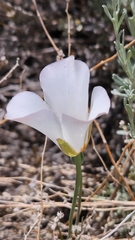 Calochortus bruneaunis