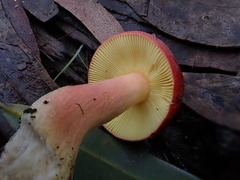Russula purpureoflava