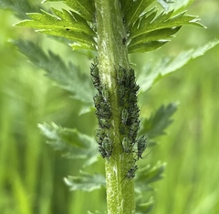 Macrosiphoniella tanacetaria