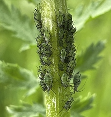 Macrosiphoniella tanacetaria