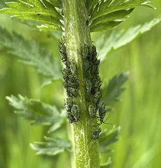 Macrosiphoniella tanacetaria