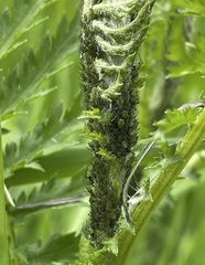 Macrosiphoniella tanacetaria