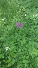 Allium giganteum