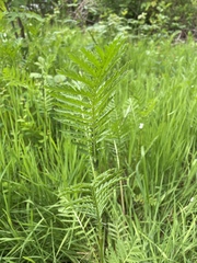 Macrosiphoniella tanacetaria