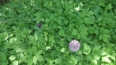 Allium giganteum