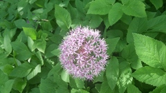 Allium giganteum