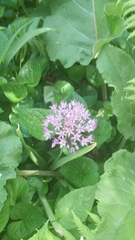 Allium giganteum