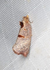 Glyphidoptera insignana