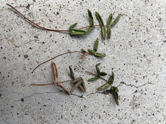 Pellaea glabella occidentalis