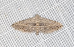 Araeopteron canescens