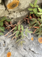 Pellaea glabella occidentalis