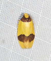 Heterallactis euchrysa