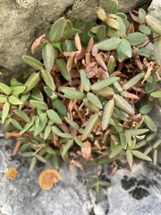 Pellaea glabella occidentalis