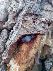 Pleurotus ostreatus