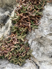 Pellaea glabella occidentalis