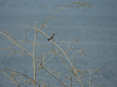 Heliomaster longirostris